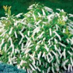 Tired of struggling with hydrangeas? These flowering shrubs give you the same wow with less fuss