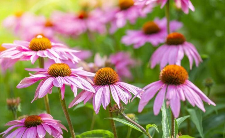 Your Coneflowers Sulk and Barely Bloom — Here Are the Spots Where They Finally Take Off