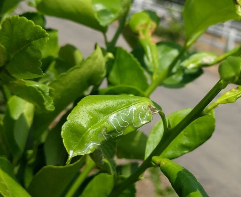 What Your California Citrus Is Telling You When New Leaves Curl, and How to Spot the Culprit Fast
