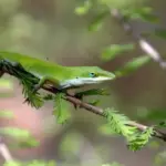 Save Your North Carolina Lettuce From Aphids by Leaving Green Anoles on the Beds