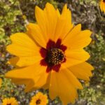 7 Florida Native Plants That Bring Ladybugs In to Wipe Out the Chinch Bugs Chewing Up Your Lawn