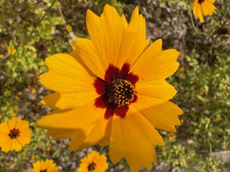 7 Florida Native Plants That Bring Ladybugs In to Wipe Out the Chinch Bugs Chewing Up Your Lawn