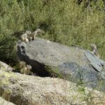 What It Really Means When Ground Squirrels Move Into Your California Yard, and the Useful Thing They Quietly Do