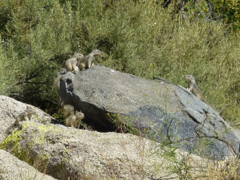 What It Really Means When Ground Squirrels Move Into Your California Yard, and the Useful Thing They Quietly Do