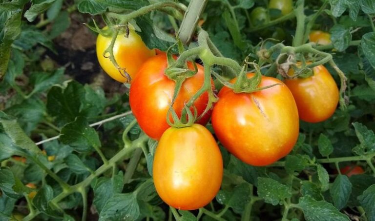 Your Fall Tomatoes Ripen on One Side and Stay Green and Hard on the Other — Here’s the Sunscald Slip Behind It