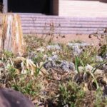 Your Central Texas basil leaves turn black and limp fast once cool nights hit