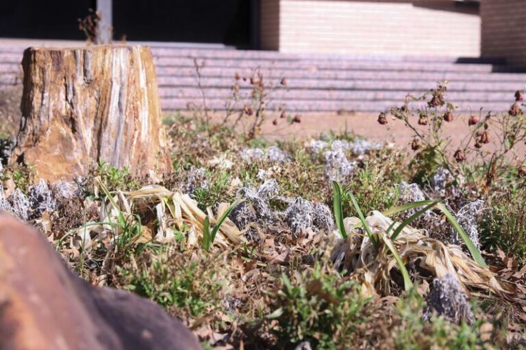 Your Central Texas basil leaves turn black and limp fast once cool nights hit