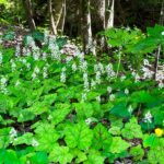 The Native North Carolina Ground Covers That Blanket Bare Soil Under Big Trees and Choke Out Weeds Better Than Pine Straw