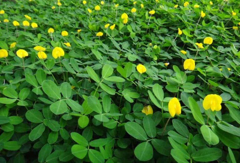 7 Florida Native Ground Covers That Stay Green When St. Augustine Browns Out by September