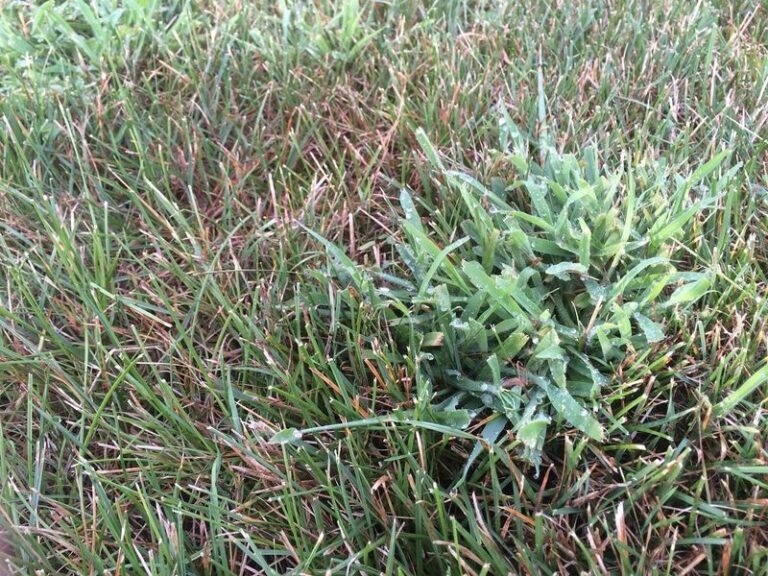 Crabgrass Keeps Taking Over Your Lawn Because of One Condition Underneath — Here’s How to Stop It for Good