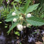 Plant This Native Shrub Where Mosquitoes Breed Along Your North Carolina Yard and They Stop Multiplying