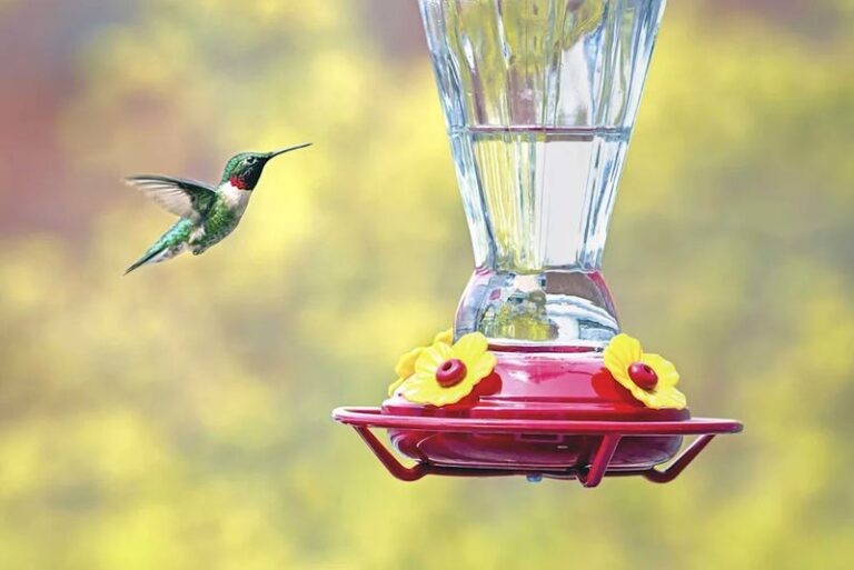 Your Hummingbird Feeder Keeps Emptying but the Birds Won’t Come — Here’s the Hidden Thing Scaring Them Off