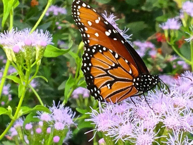 7 Florida Native Wildflowers That Pull Butterflies Into Your Yard Better Than Anything at the Garden Center