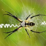 California Garden Spiders Trap the Mosquitoes and Aphids Wrecking Your Yard, but One Cleanup Habit Wipes Out Their Webs
