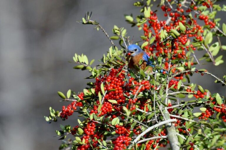 The Native Texas Shrub Central Texas Gardeners Plant Now So Bluebirds Nest There Every Spring