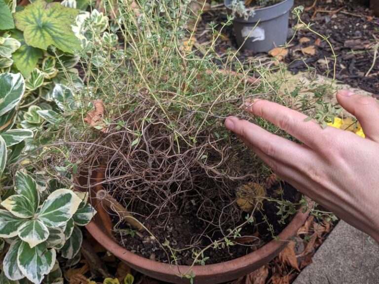 Leggy Thyme in the South: Why a Light Trim Beats a Hard Fall Cut