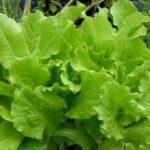 Your Central Texas lettuce turns bitter fast when warm nights keep the leaves stressed