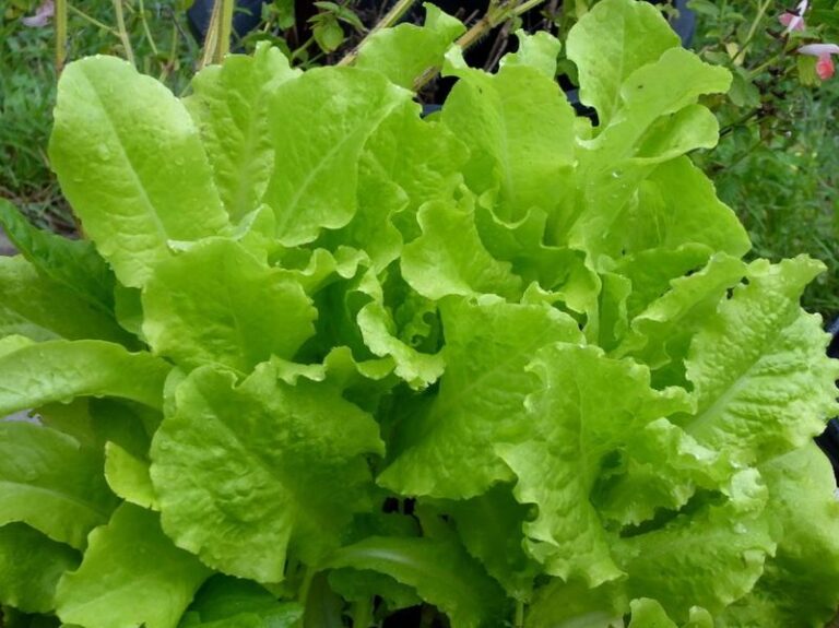 Your Central Texas lettuce turns bitter fast when warm nights keep the leaves stressed