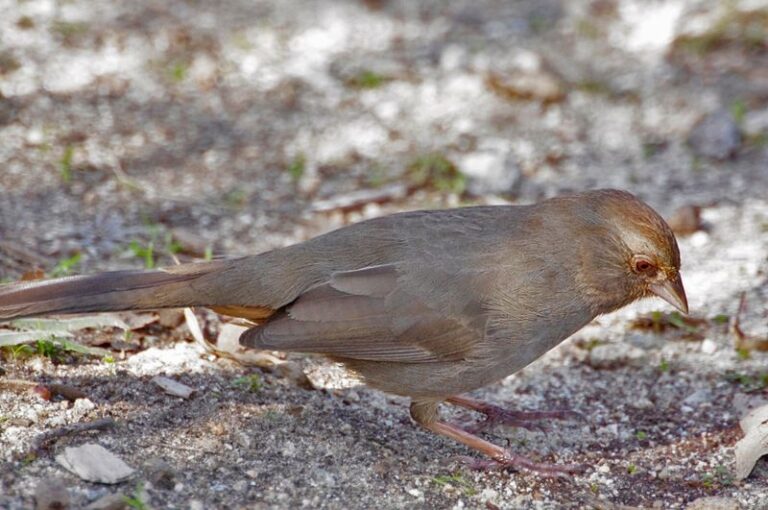 What It Means When California Towhees Start Scratching Under Your Shrubs All Day