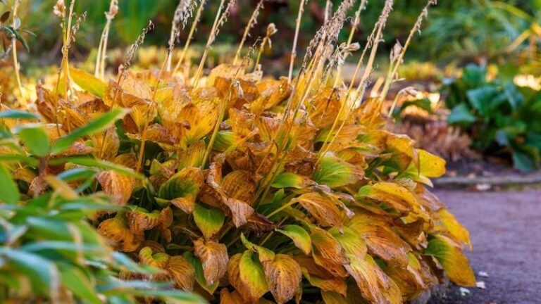 Your Hostas Turn Yellow and Fade as Fall Sets In — Here’s the One Cause Behind It and How to Reverse It