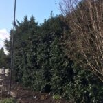 Skip Wax Myrtle Along Your North Carolina Property Line and Plant This Native Screen That Stays Dense After Ice and Wind