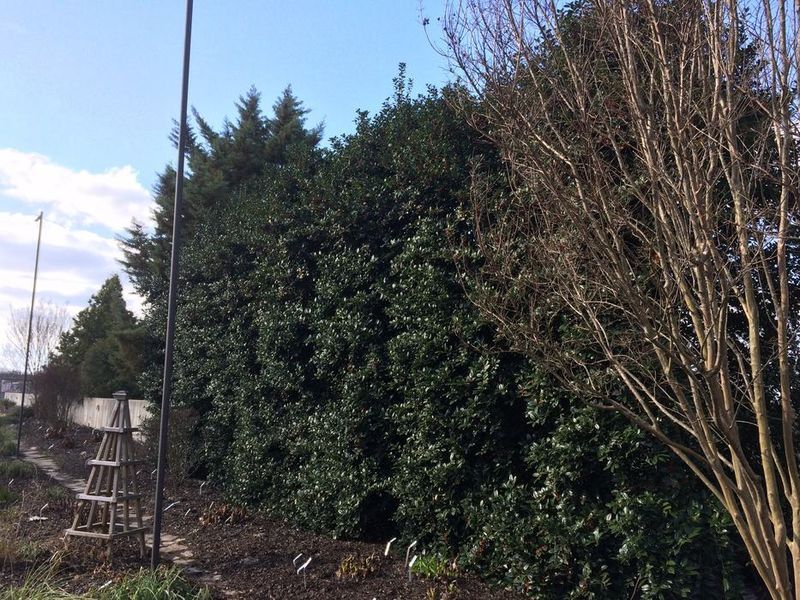 Skip Wax Myrtle Along Your North Carolina Property Line and Plant This Native Screen That Stays Dense After Ice and Wind