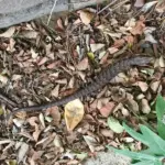 Brush Piles and Lizards in California: A Conditional Habitat Option, Not a Snail-Control Fix