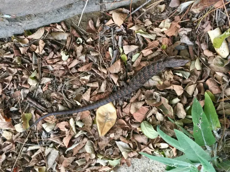 Brush Piles and Lizards in California: A Conditional Habitat Option, Not a Snail-Control Fix