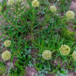 The Texas Native Milkweed Central Texas Gardeners Are Planting Now So Monarchs Return Every Fall