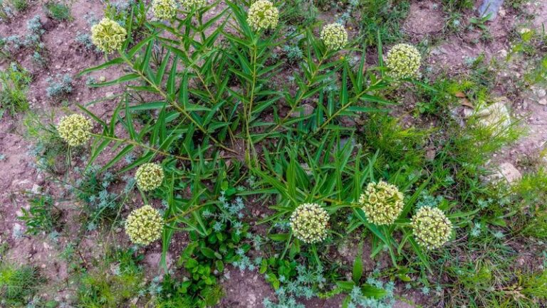 The Texas Native Milkweed Central Texas Gardeners Are Planting Now So Monarchs Return Every Fall