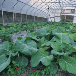 By the time collards turn bitter in a North Carolina heat spike, this planting move already decides the flavor