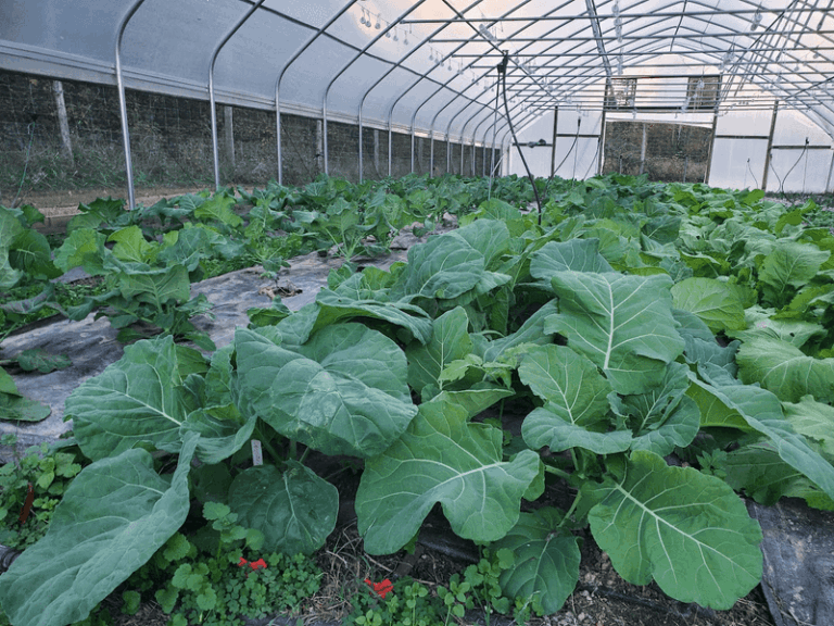 By the time collards turn bitter in a North Carolina heat spike, this planting move already decides the flavor
