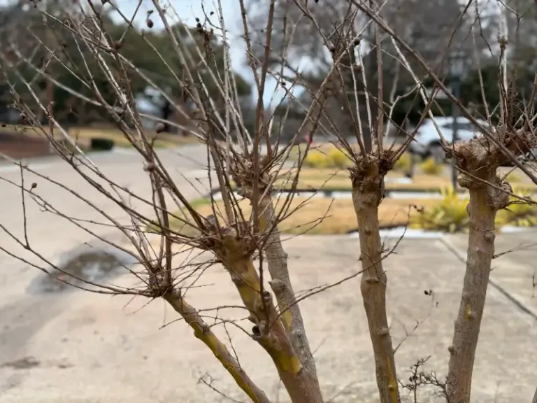 Why Moving a Mature Crape Myrtle in North Carolina Almost Always Ends in a Dead Tree
