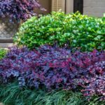 These flowering shrubs give you hydrangea-level color without the summer wilt drama