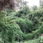 7 Toxic Florida Vines Hiding Along Fence Lines That Are Deadlier Than Any Snake in Your Yard