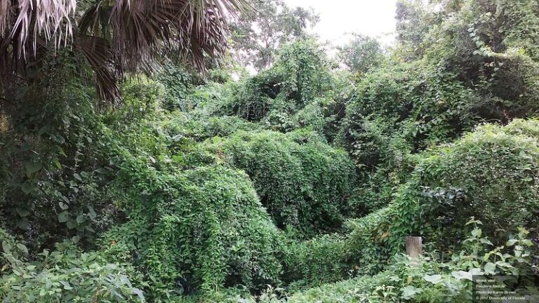 7 Toxic Florida Vines Hiding Along Fence Lines That Are Deadlier Than Any Snake in Your Yard