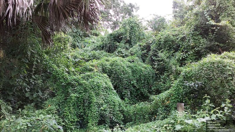 7 Toxic Florida Vines Hiding Along Fence Lines That Are Deadlier Than Any Snake in Your Yard