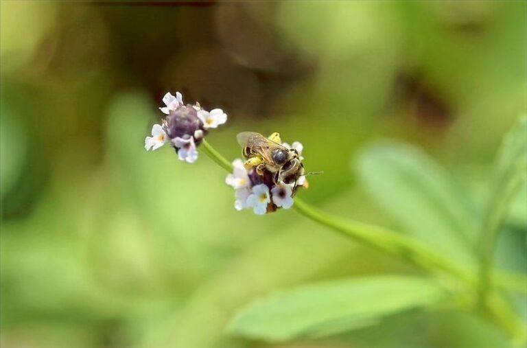 Florida HOAs Keep Fighting This Protected Native Lawn Plant, and Homeowners Keep It Anyway