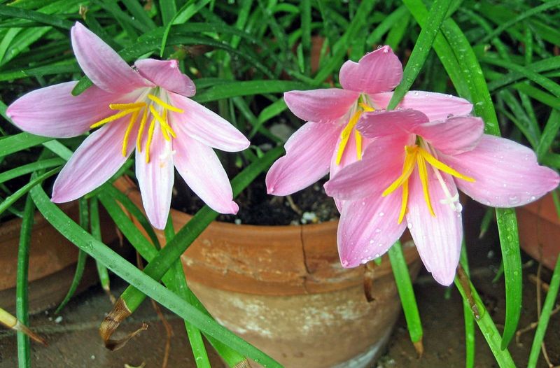 A Texas Rain Lily That Can Brighten Beds After Fall Rains