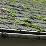 That Slippery Green Film Keeps Coming Back on Your Porch Roof – Here’s the Cheap Fix That Beats Scrubbing