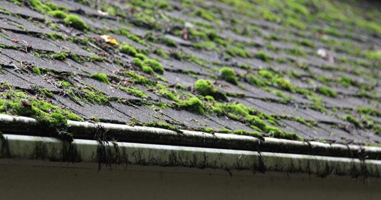 That Slippery Green Film Keeps Coming Back on Your Porch Roof – Here’s the Cheap Fix That Beats Scrubbing