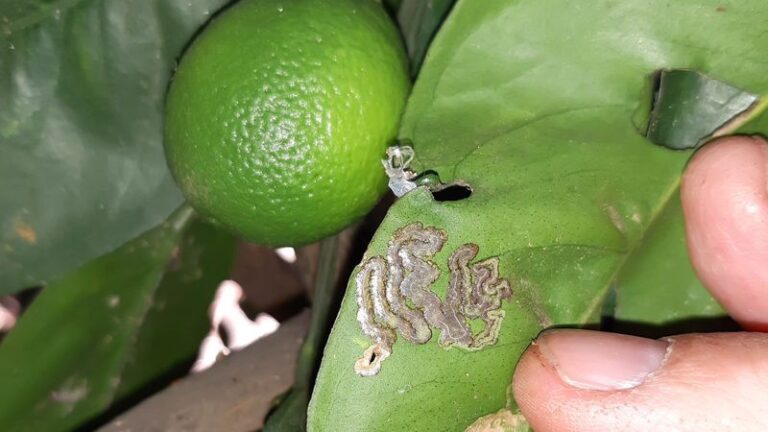 Your Central Texas Citrus Leaves Are Curling and Yellowing Because Leafminers Tunneled Under Them This Fall