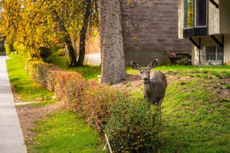 Something Keeps Grazing Your Beds Overnight — Here Are the Scents That Send Deer Packing and the Ones That Draw Them In
