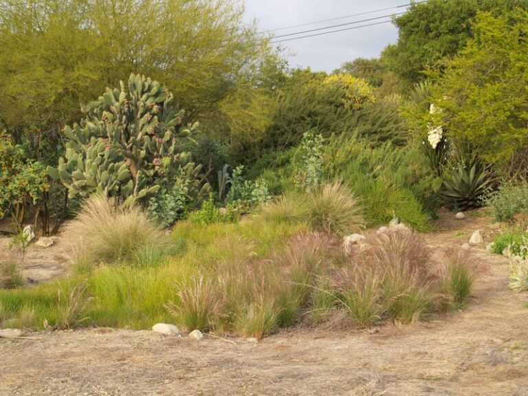 These California Native Grasses Quietly Choke Out Weeds and Never Need a Drop of Extra Water Once Established