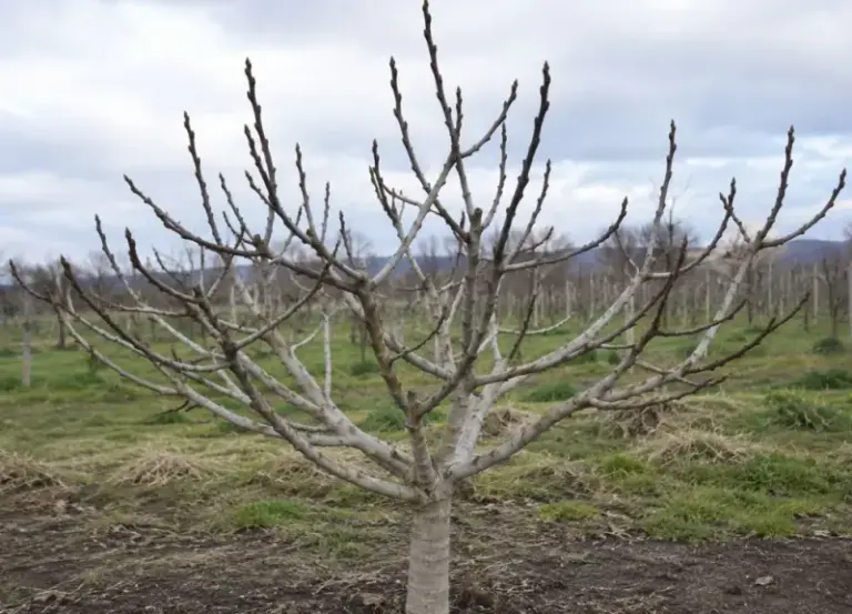 Your Central Texas Fig Tree Drops Its Leaves in Fall Because of This Root Stress, Not Disease