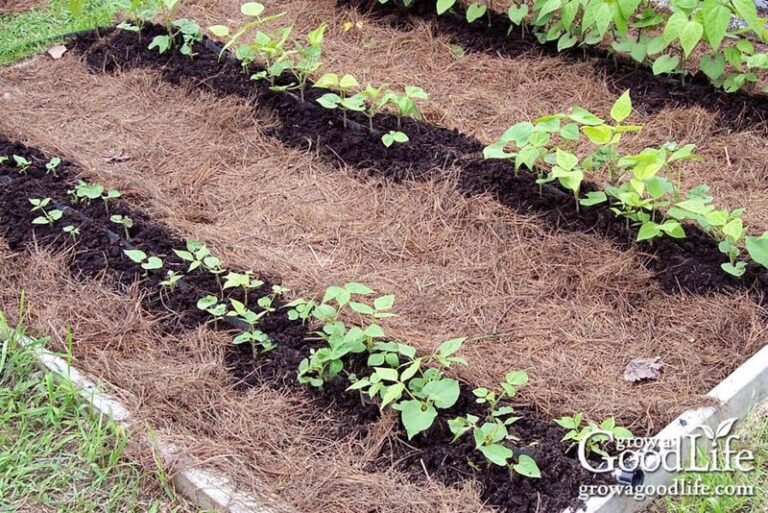 The Pine Straw Mistake North Carolina Gardeners Make That Leaves the Door Wide Open for Fall Weeds