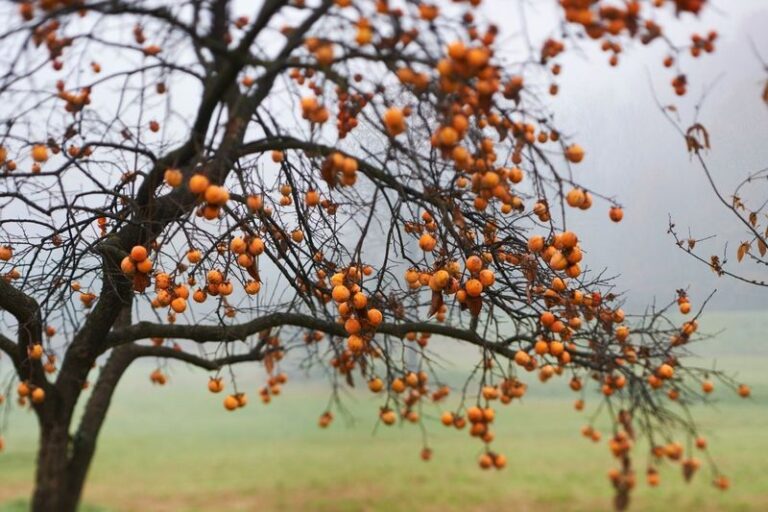 What Your California Persimmon Tree Needs Right Now So Fall Leaf Drop Doesn’t Turn Into Fruit Trouble