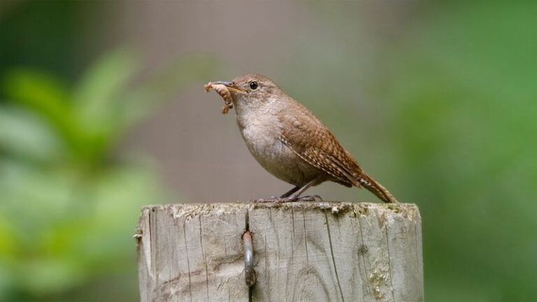 California Wrens Hunt the Aphids and Caterpillars Wrecking Your Garden, but One Tidy Habit Sends Them Packing