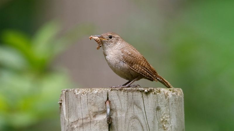 California Wrens Hunt the Aphids and Caterpillars Wrecking Your Garden, but One Tidy Habit Sends Them Packing
