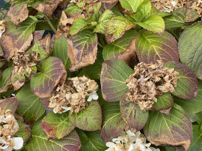 Your Hydrangeas Set Fewer Blooms Next Year When These Problems Go Unchecked Now